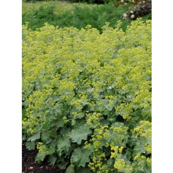 Poimulehti Alchemilla sericata Gold Strike
