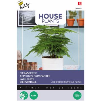 Asparagus-Unelma Buzzy House Plants