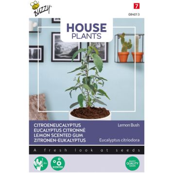 Sitruunaeucalyptus Buzzy House Plants