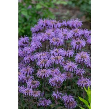 Väriminttu Monarda Blue Moon