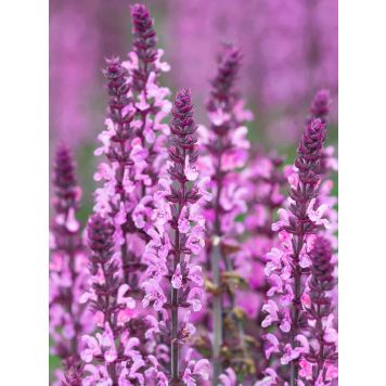 Lehtosalvia Salvia nemorosa Sensation Deep Rose