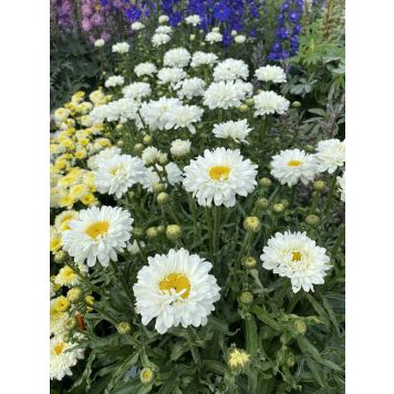 Isopäivänkakkara Leucanthemum superbum Victorian Secret