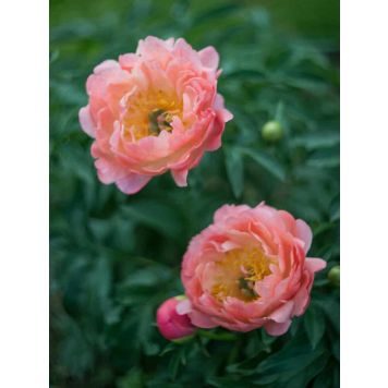 Jalopioni Paeonia Coral Charm
