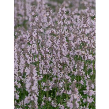 Katinminttu Nepeta Racemosa Amelia