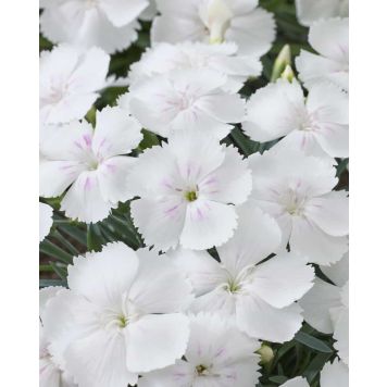 Neilikka Dianthus Romee P12