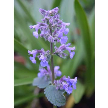 Mirriminttu Nepeta faassenii Six Hills Gigant P12