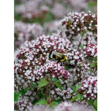 Meirami Originum vulgare Compactum P12