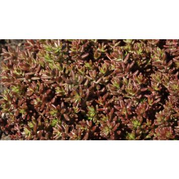Maksaruoho Sedum album Coral Carpet P12