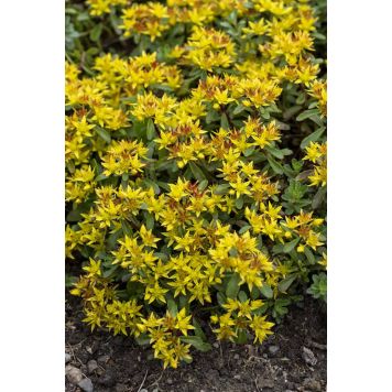 Maksaruoho Sedum kamchaticum floriferum Weihenstephaner Gold P12