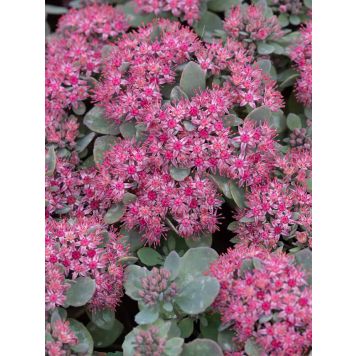 Maksaruoho Sedum hybridum Red Sparkle P12