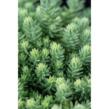 Maksaruoho Sedum reflexum Blue Spruce P12