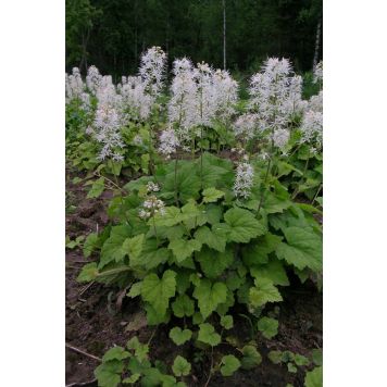 Rönsytiarella Tiarella cordifolia Moorgrün P12