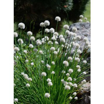 Ruoholaukka Allium schoenoprasum Elbe P12