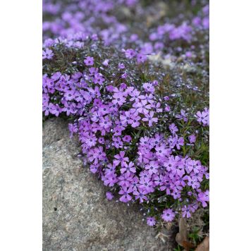 Sammalleimu Phlox subulata Purple Beauty P12