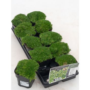 Polkuhaarikko Sagina subulata P12