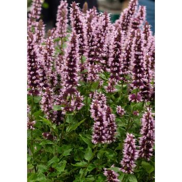 Iiso Agastache Beelicious Pink C2