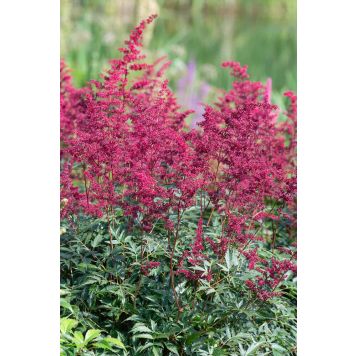 Jaloangervo Astilbe Etna
