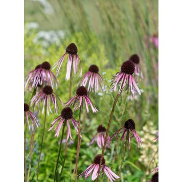 Rohtopäivänhattu Echinacea pallida C1,4