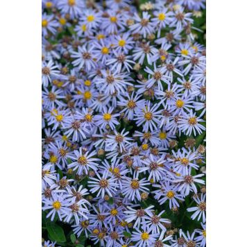 Metsäasteri Kalimeris incisa Nana Blue C2