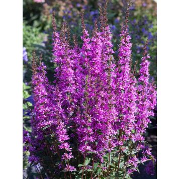 Rantakukka Lythrum hybrida Luminara Lilac C2