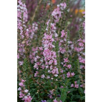 Rantakukka Lythrum salicaria Blush C2