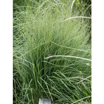 Siniheinä Molinia caerulea Torch C1,4