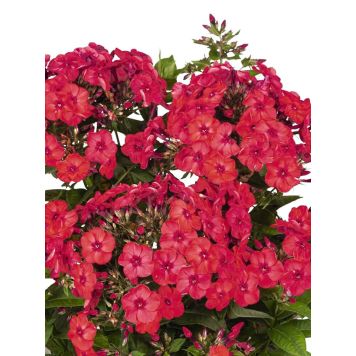 Syysleimu Phlox Paniculata Flame Watermelon
