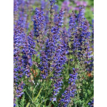 Salvia Carina C2