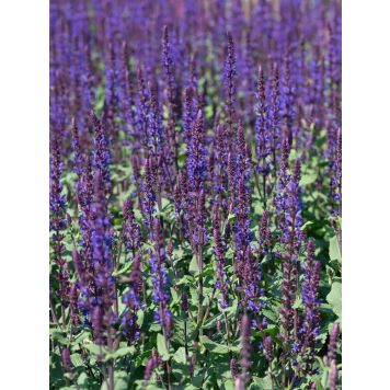 Salvia nemorosa Caradonna Compact C2