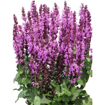 Salvia nemorosa Royal Magenta C2
