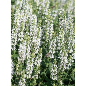 Salvia nemorosa Sensation White C2