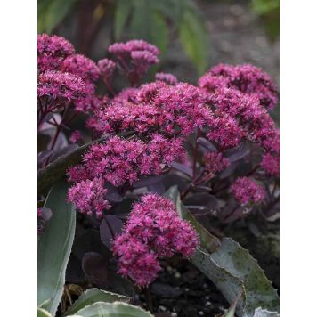 Maksaruoho Sedum hybridum Superstar C1,4
