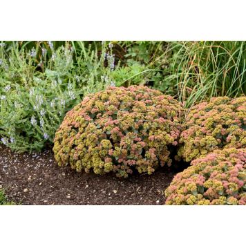 Maksaruoho Sedum spectabile Coraljade C1,4