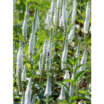 Rantatädyke Veronica longifolia First Lady C1,4