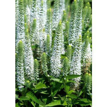 Tähkätädyke Veronica spicata Snow Candles C1,4