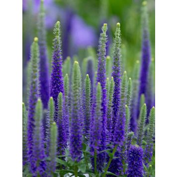 Tähkätädyke Veronica spicata Ulster Dwarf Blue C1,4