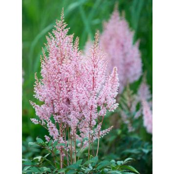 Jaloangervo Astilbe Look at Me C2