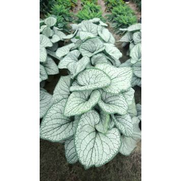 Rotkolemmikki Brunnera macrophylla Silver Heart C2