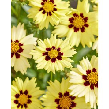 Isokaunosilmä Coreopsis grandiflora Solar Moon C2