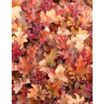 Keijunkukka Heuchera Orangeberry C1,4