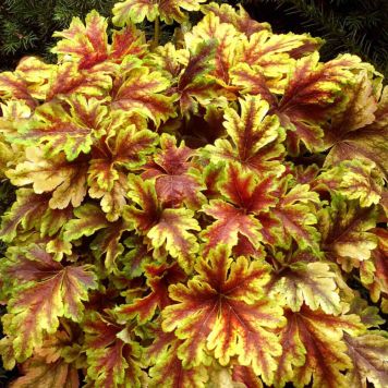 Rusohaltijankukka Heucherella Gold Zebra C1,4