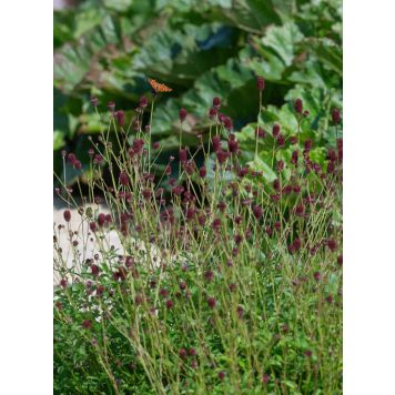 Punaluppio Sanguisorba officinalis Tanna C2