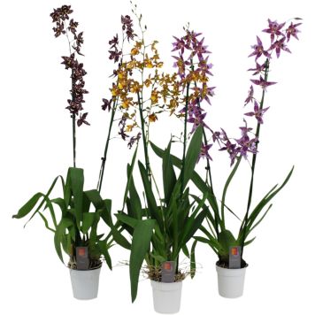 Orkidea Cambria XXL Mix P12