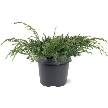 Lamosinikataja Juniperus Squamata Blue Carpet P23
