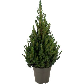Kartiovalkokuusi Picea Glauca Conica P23