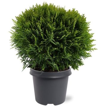 Pallotuija Thuja Occidentalis Danica P23