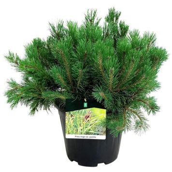 Kääpiövuorimänty Pinus Mugo Pumilio P26