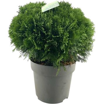 Pallotuija Thuja Occidentalis Danica P31