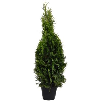 Timanttituija Thuja Occidentalis Smaragd P23 100-120 cm