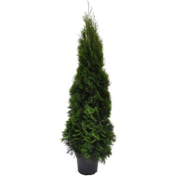 Timanttituija Thuja Occidentalis Smaragd P31 140-160 cm
